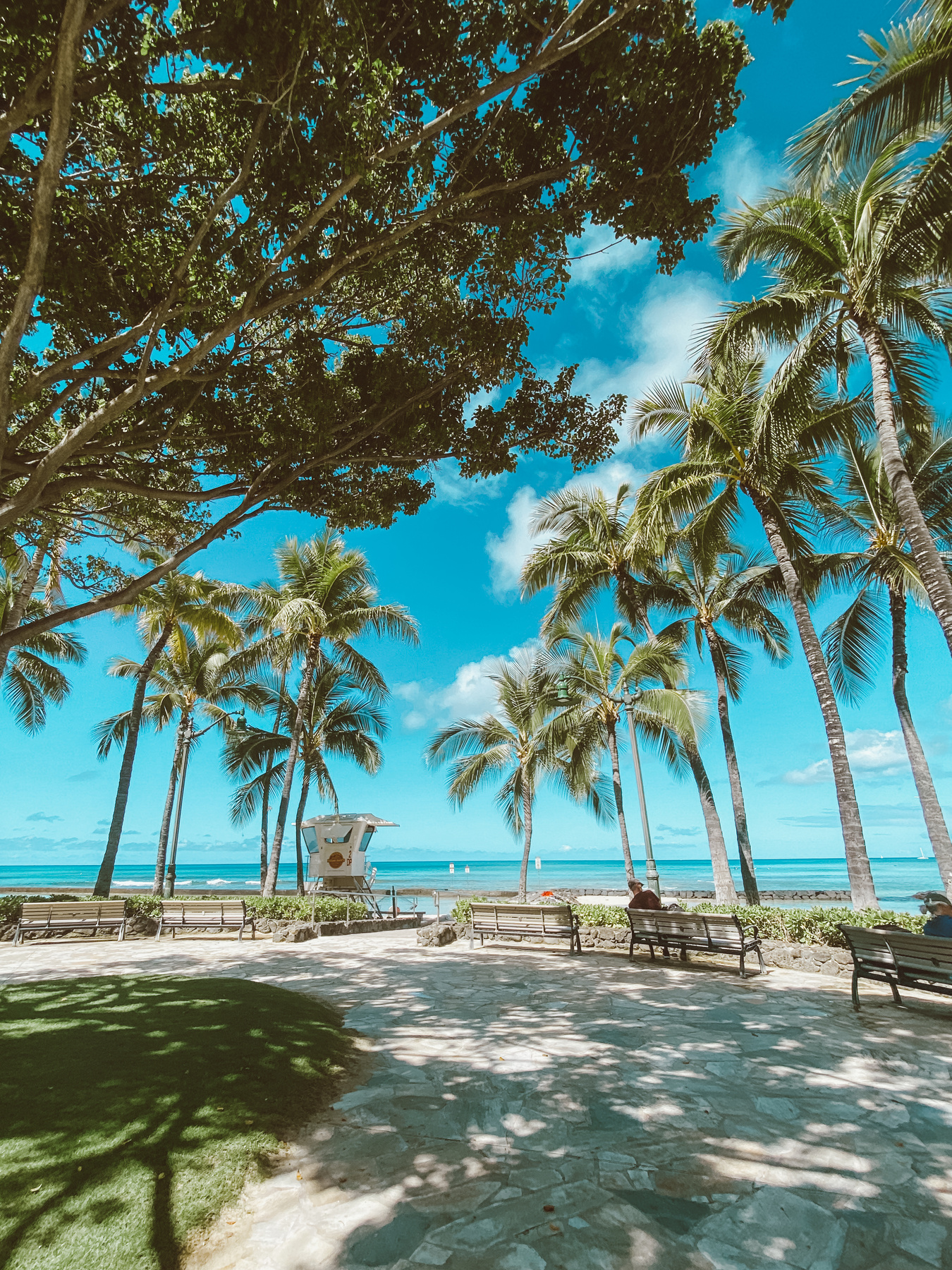 Green Palm Trees on Beach